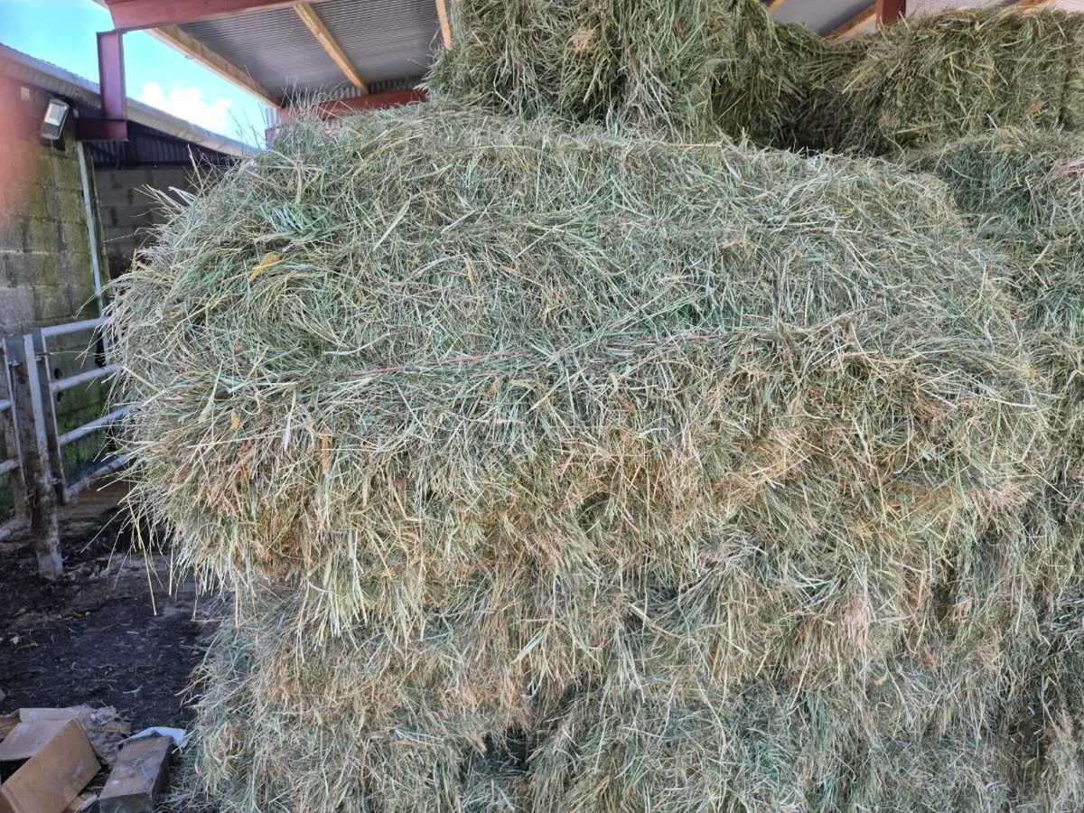 Hay - Image 2