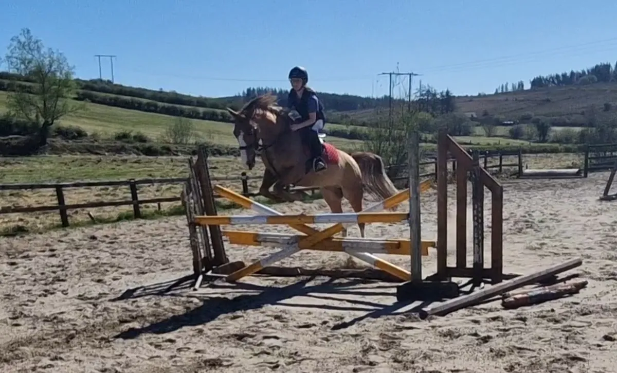 11 Yr old French pony - Image 4