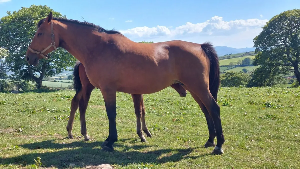 OBOS Quality broodmare - Image 1