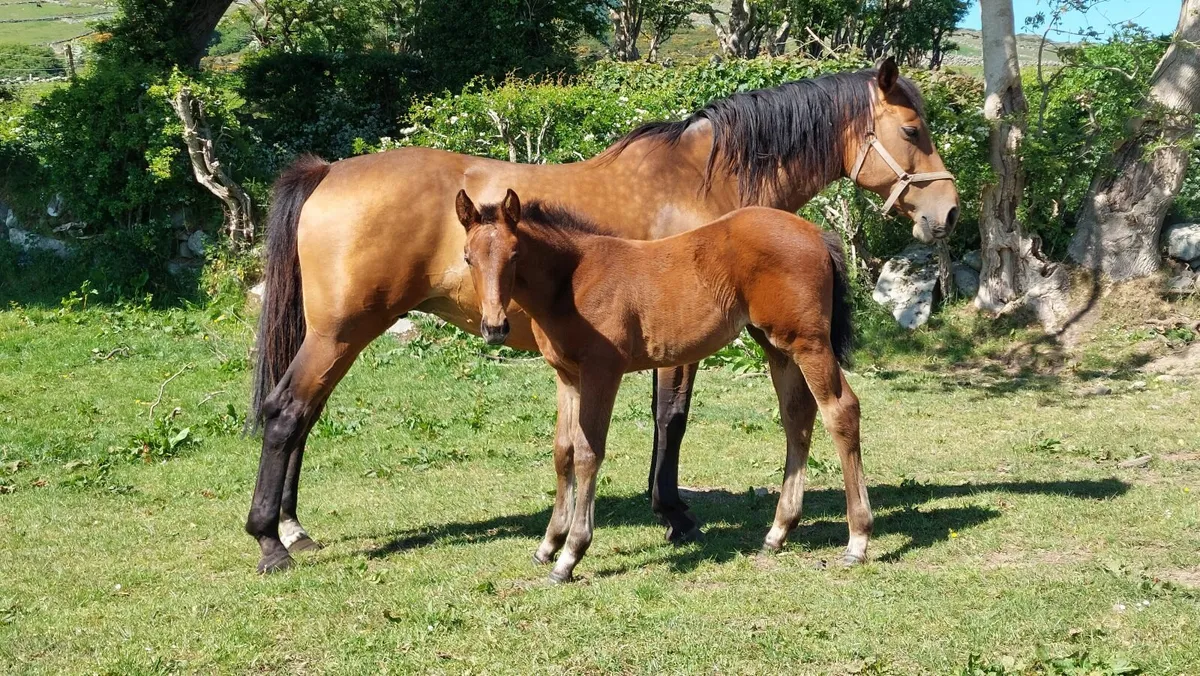 OBOS Quality broodmare - Image 2