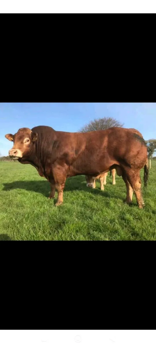 PBR Limousin bull - Image 2