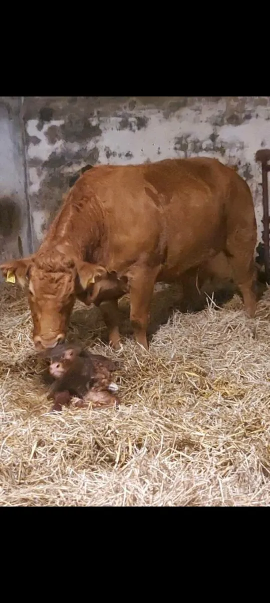PBR Limousin bull - Image 3
