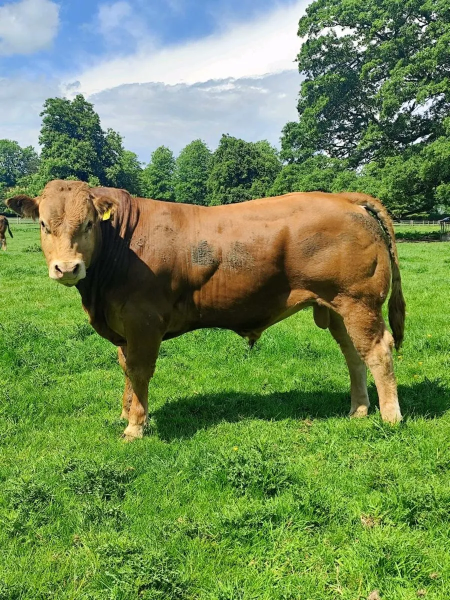 PBR Limousin bull - Image 1