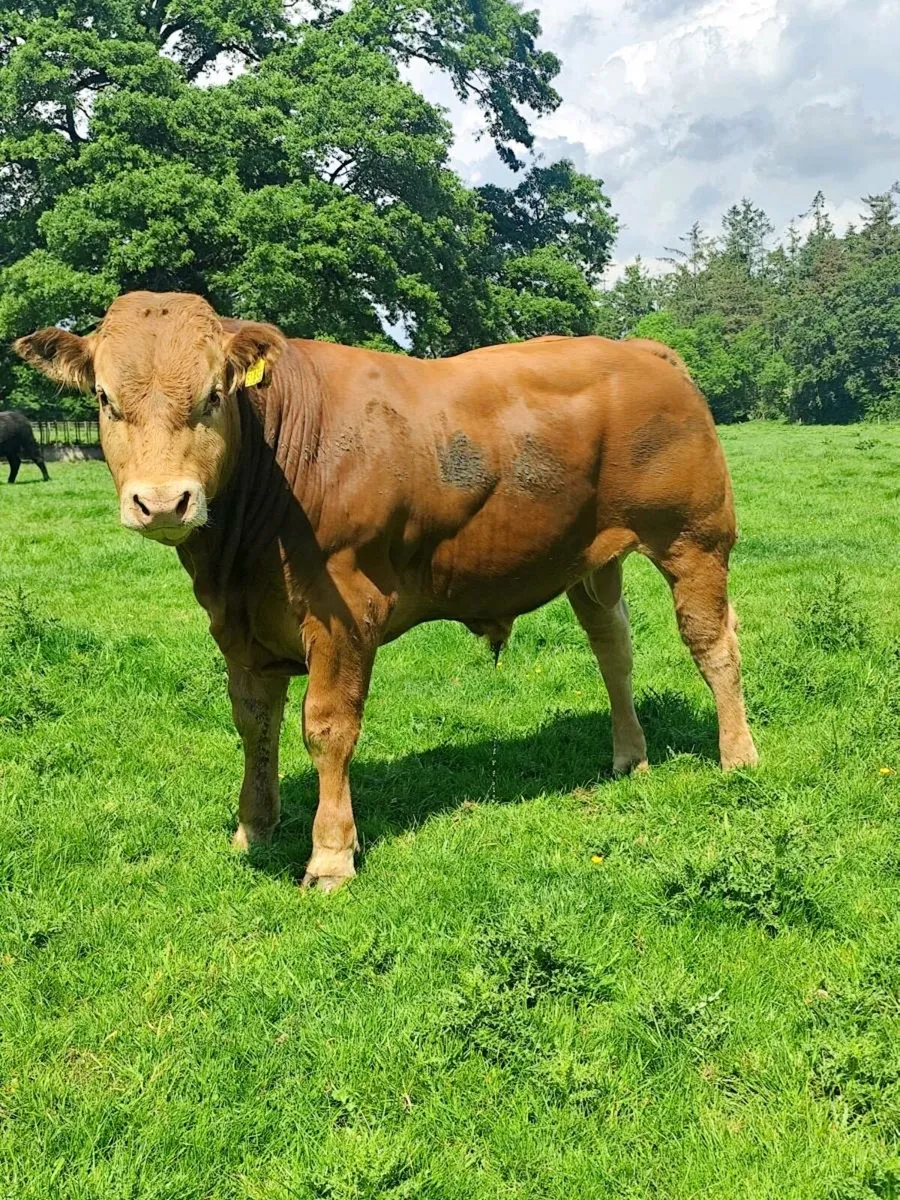 PBR Limousin bull - Image 4