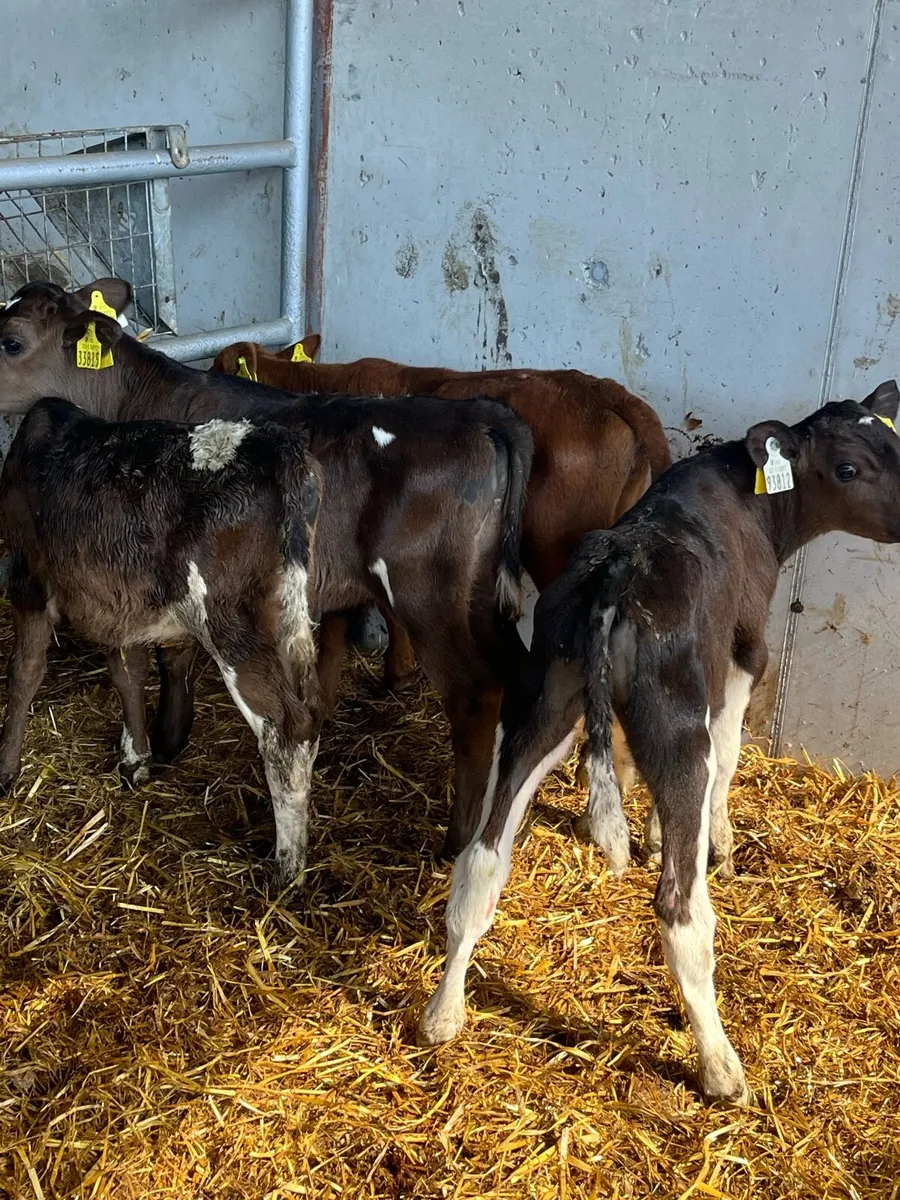 Bull calves - Image 1