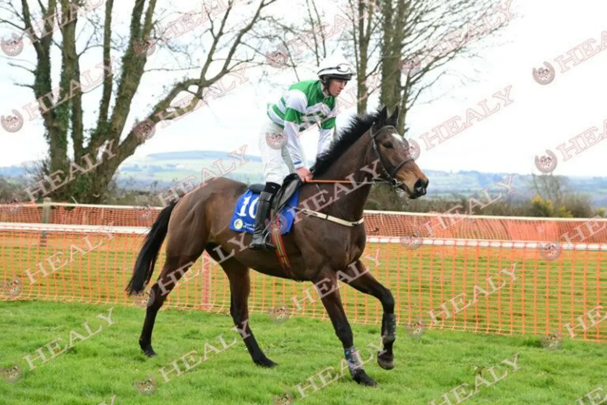 5year old TB gelding - Image 1