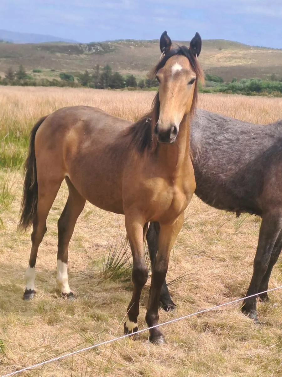 Connie X yearling - Image 1