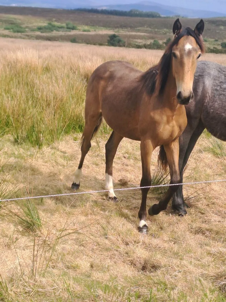 Connie X yearling - Image 2