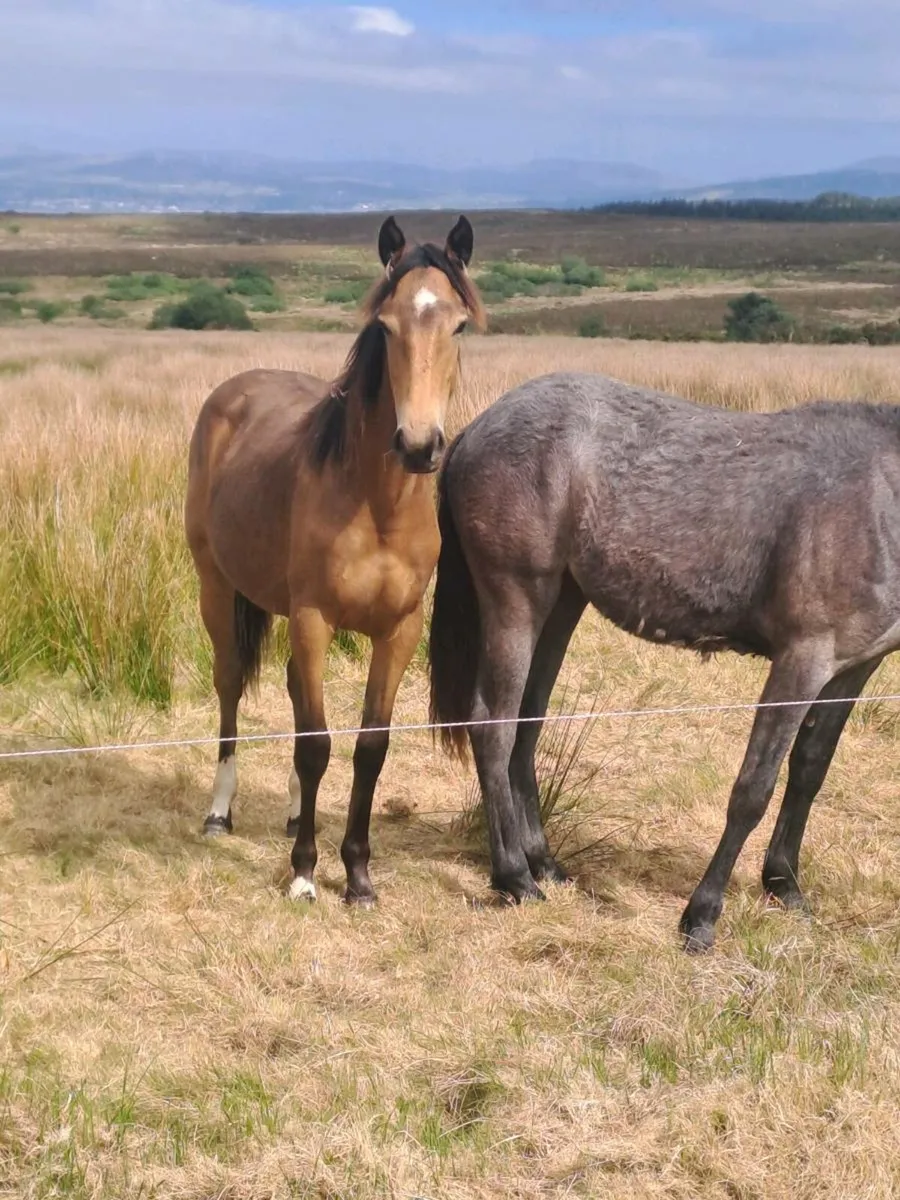 Connie X yearling - Image 3