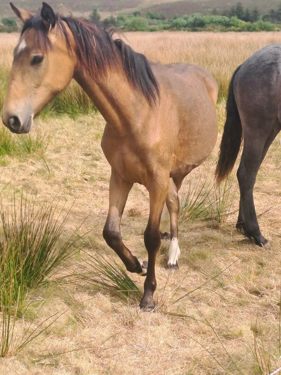 Connie X yearling - Image 4