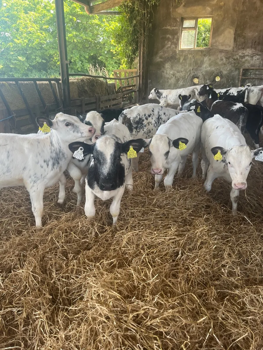 Calves for sale - Image 1