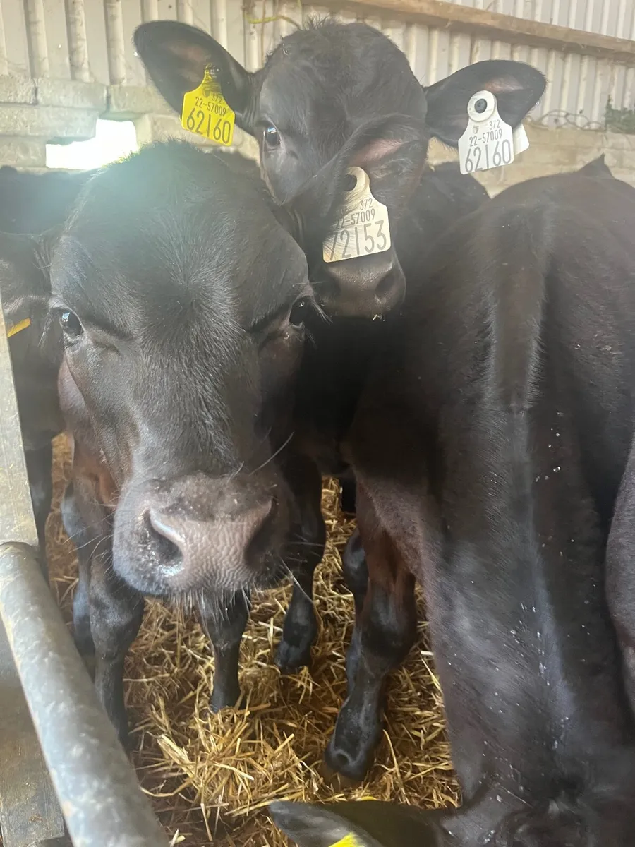 Calves for sale - Image 2