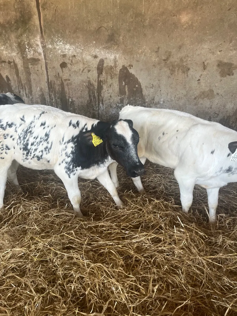 Calves for sale - Image 3