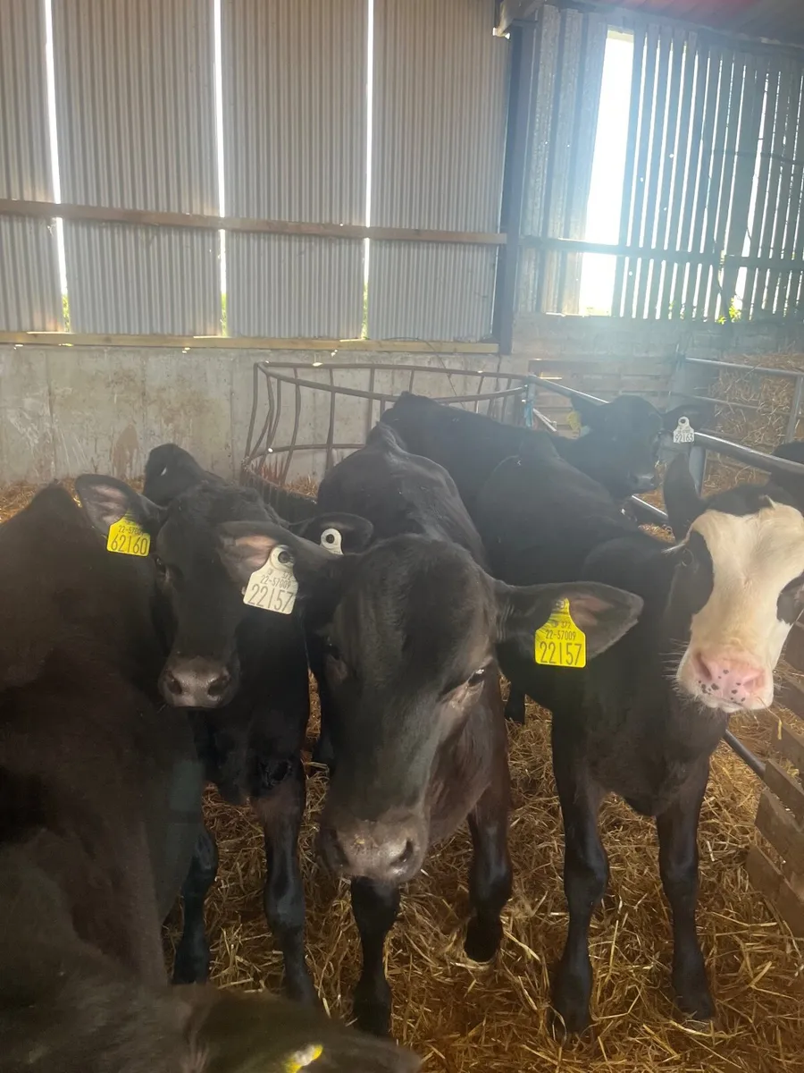 Calves for sale - Image 4