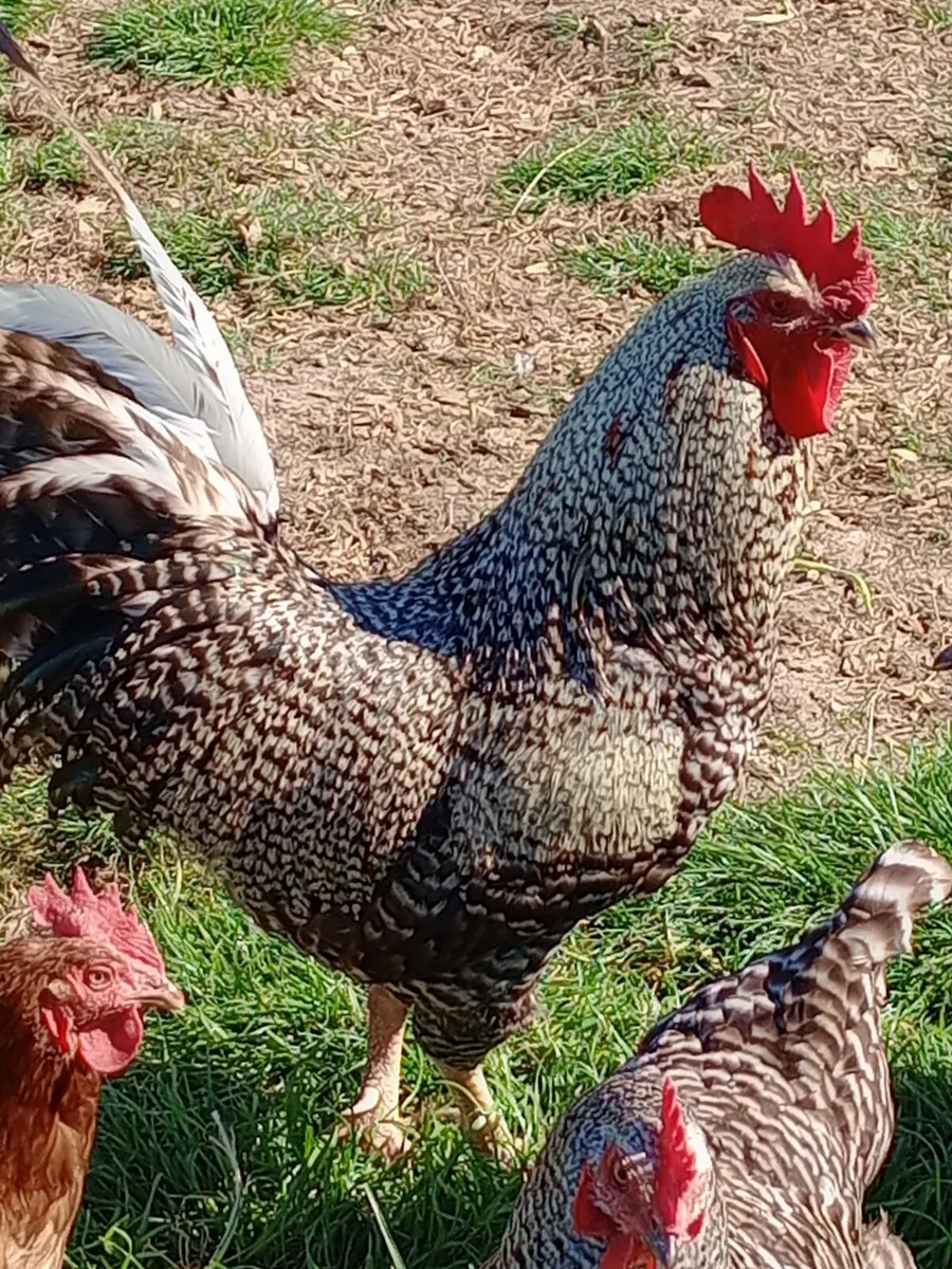 Rooster - Image 1