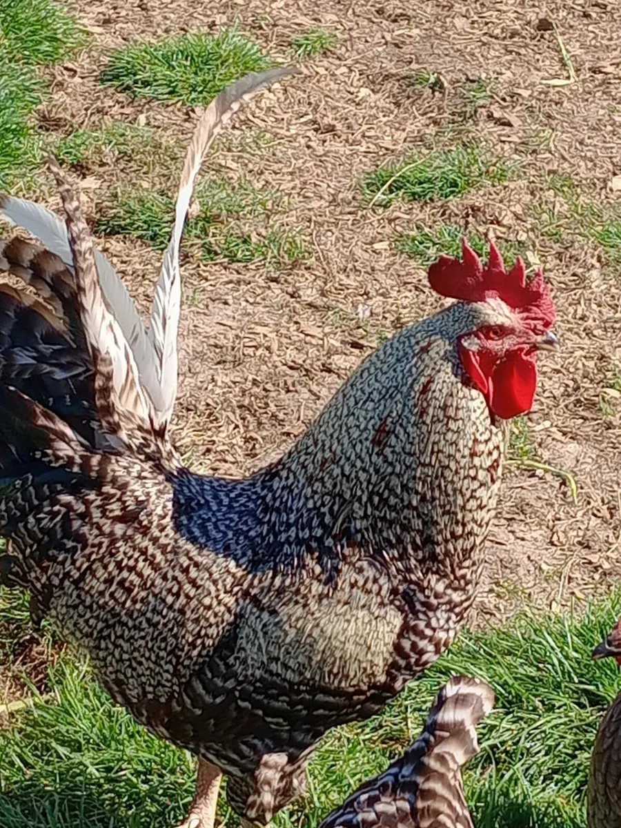 Rooster - Image 2