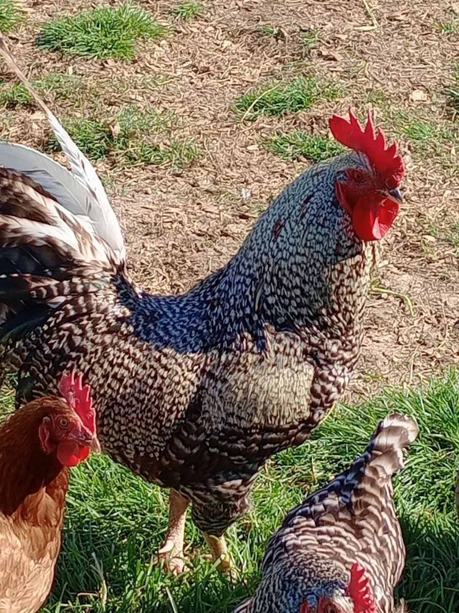 Rooster - Image 3