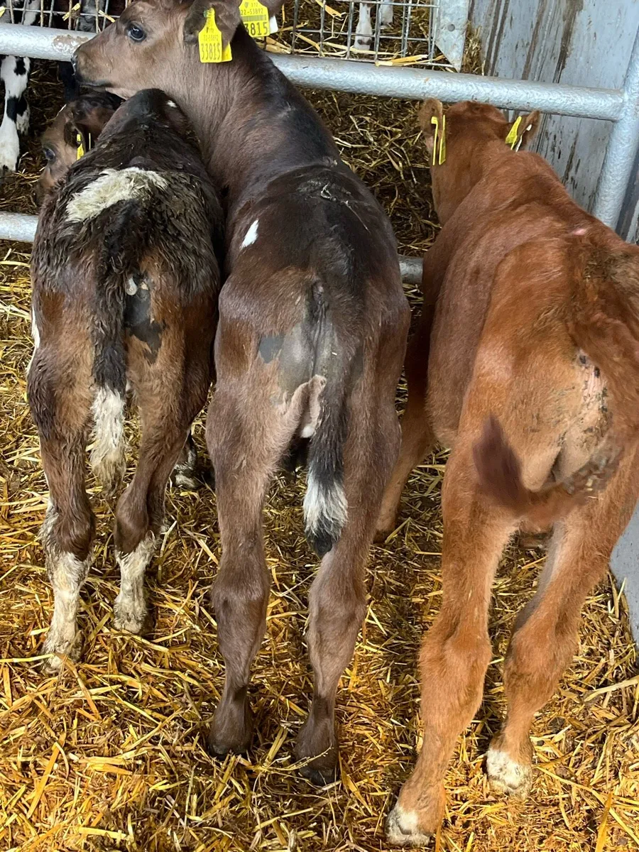 Bull calves - Image 2