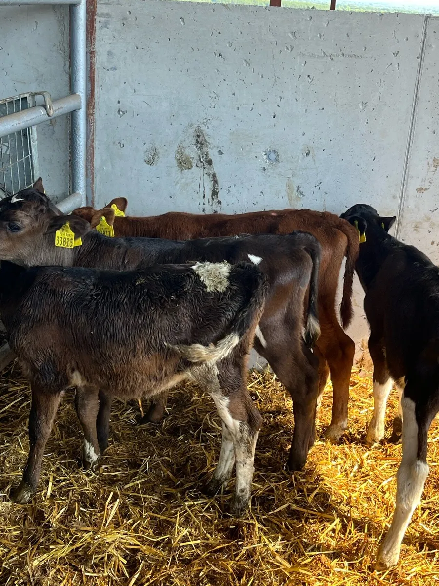 Bull calves - Image 3