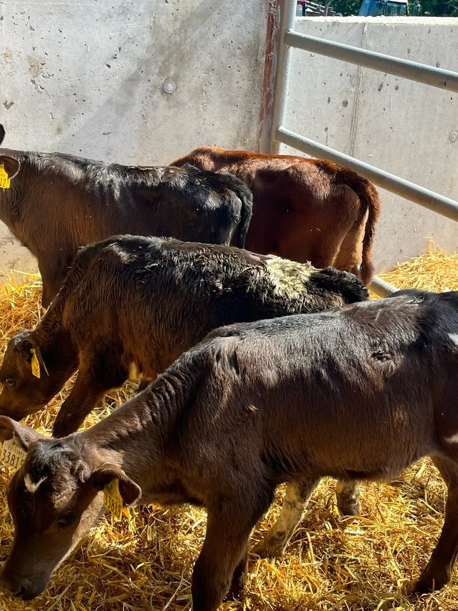 Bull calves - Image 4