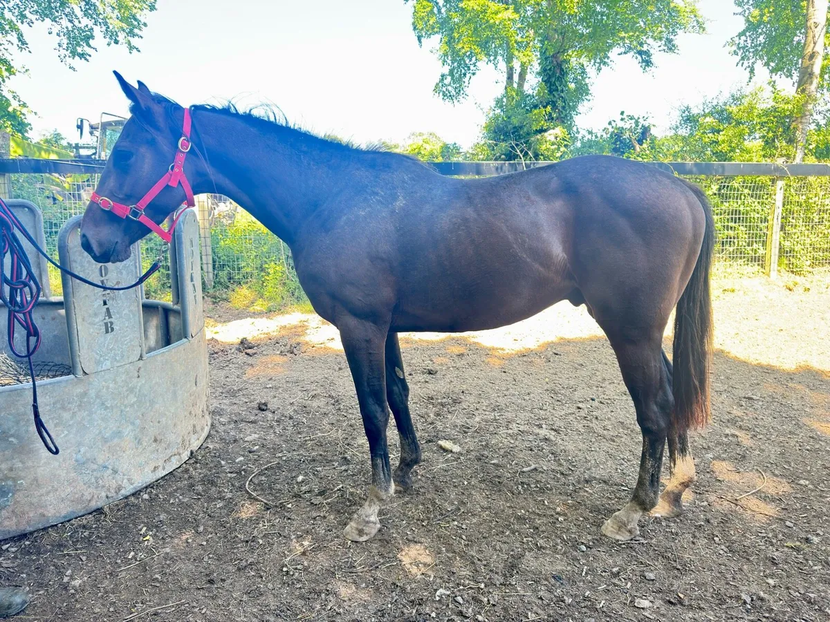 3 year old tb colt - Image 2