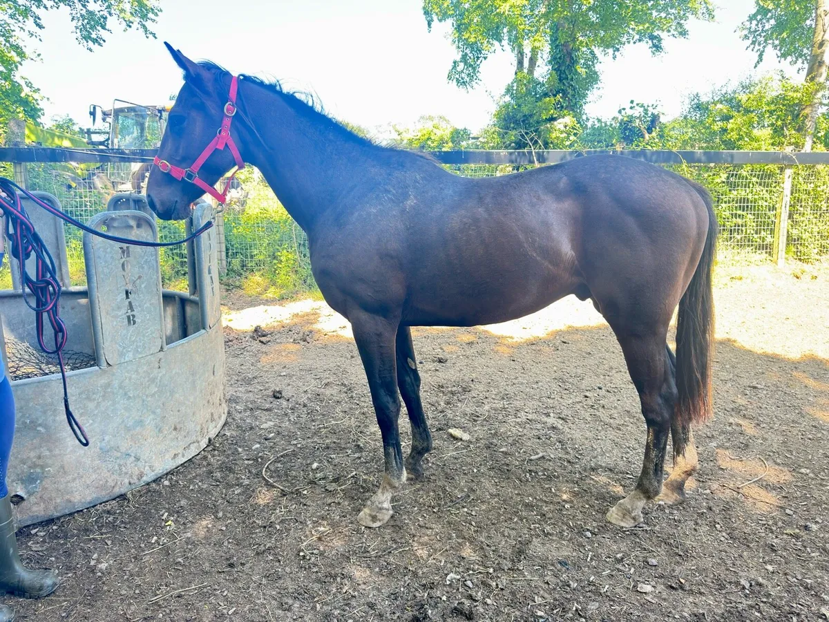 3 year old tb colt - Image 1