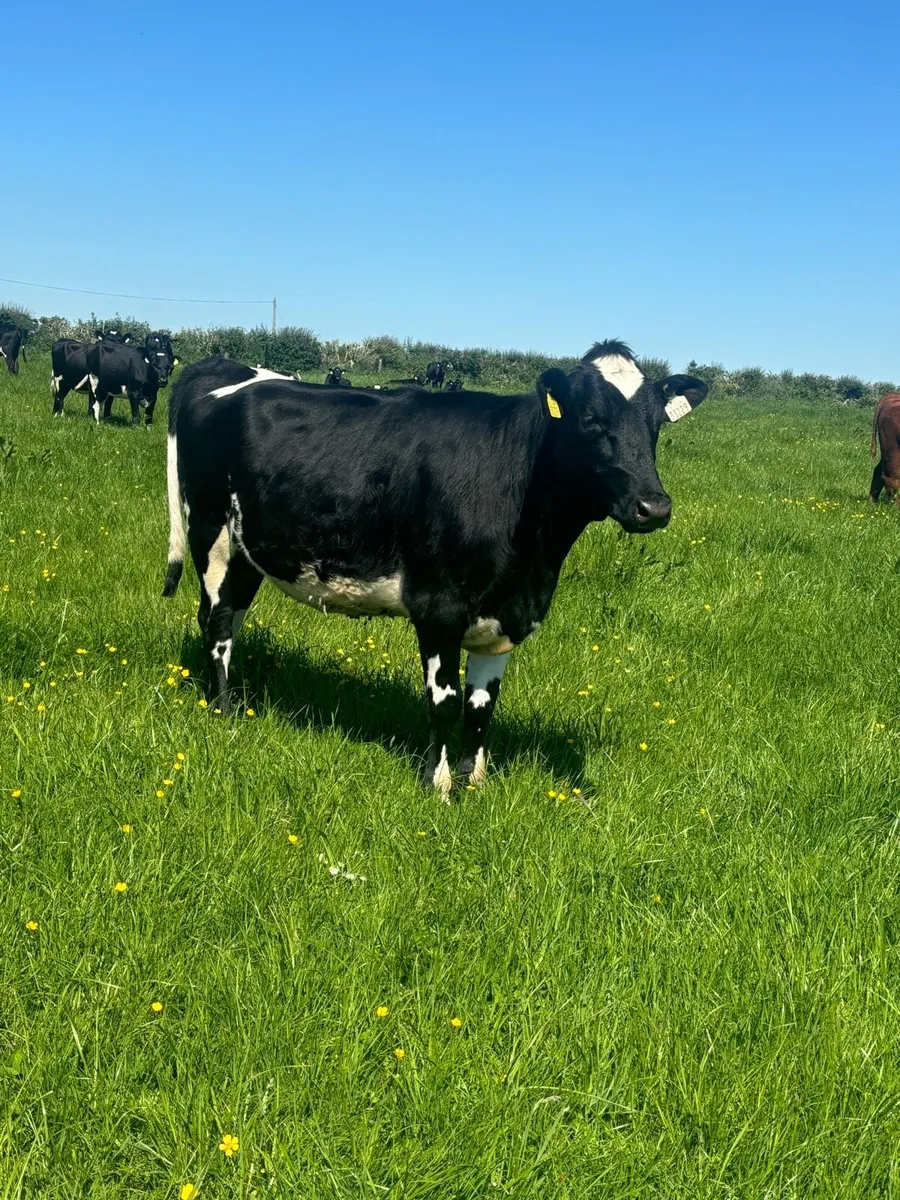 Friesian x maiden heifers - Image 1