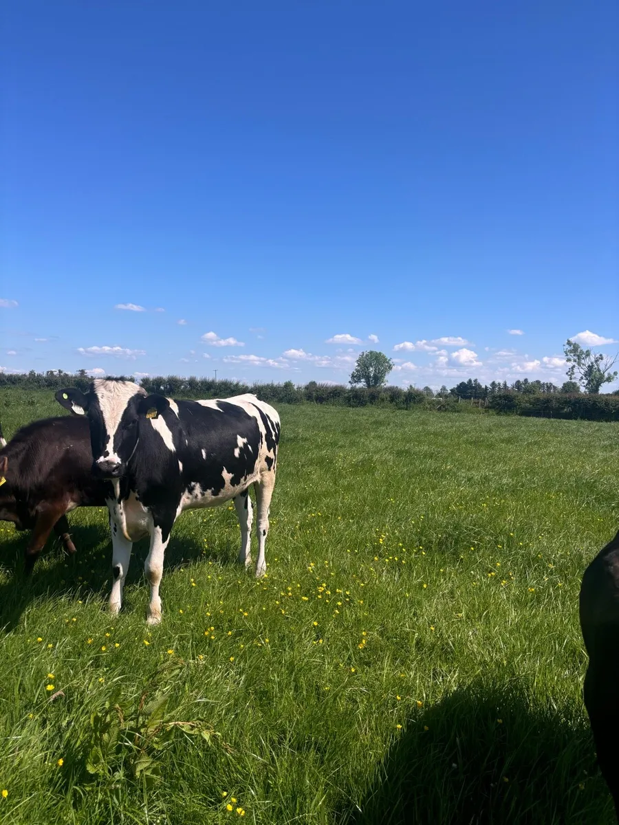 Friesian x maiden heifers - Image 2