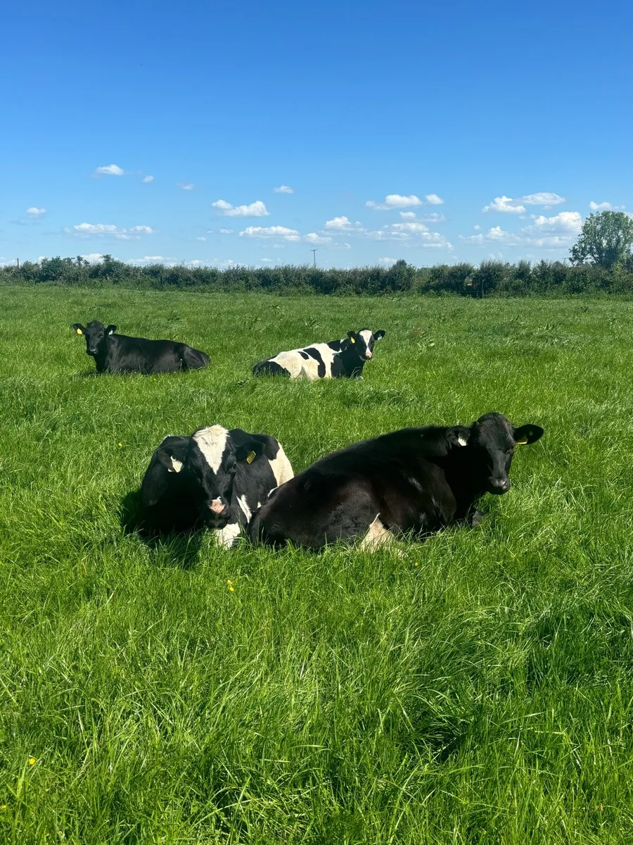 Friesian x maiden heifers - Image 3