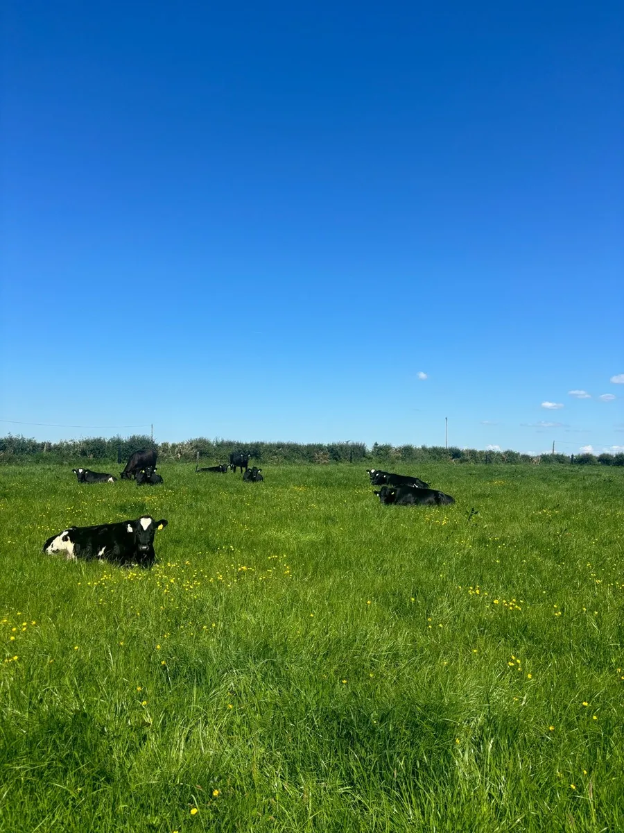 Friesian x maiden heifers - Image 4