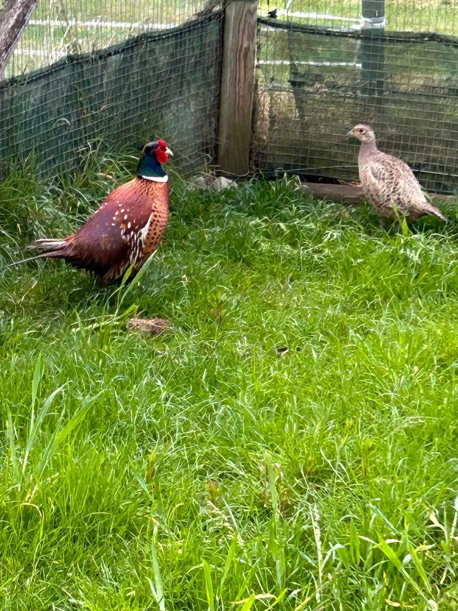 Pheasants - Image 1