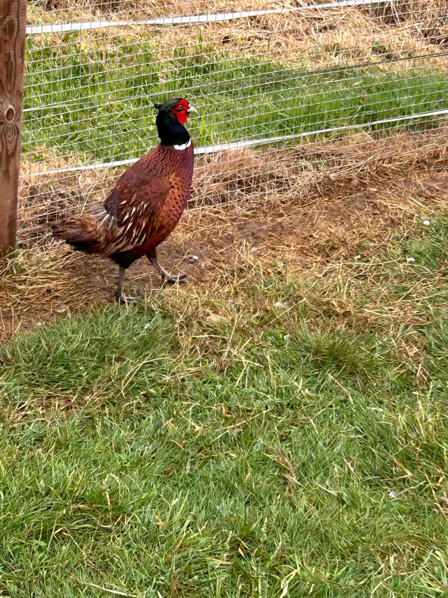 Pheasants - Image 2