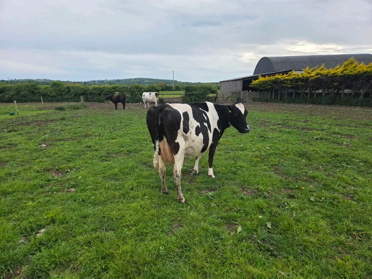 Autumn calving cows - Image 2
