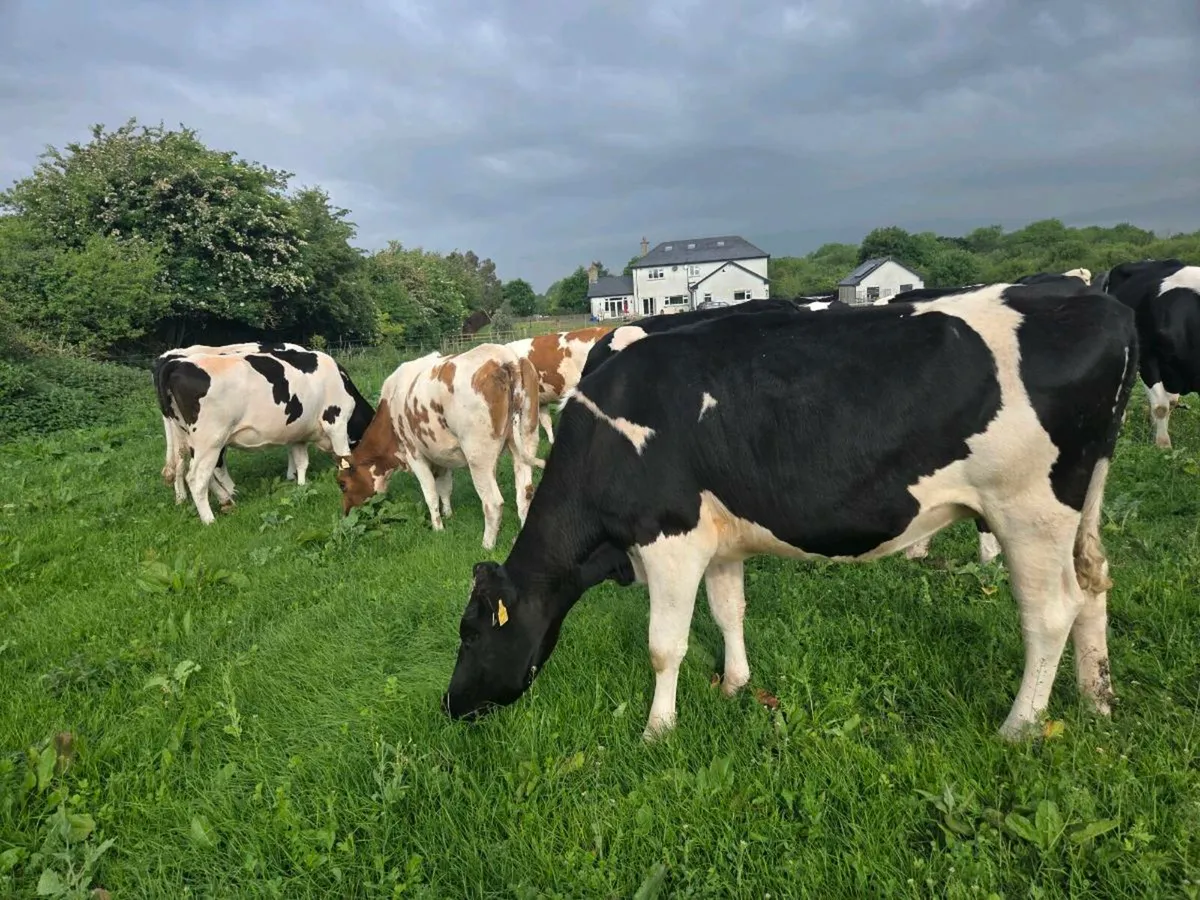 Autumn calving cows - Image 3