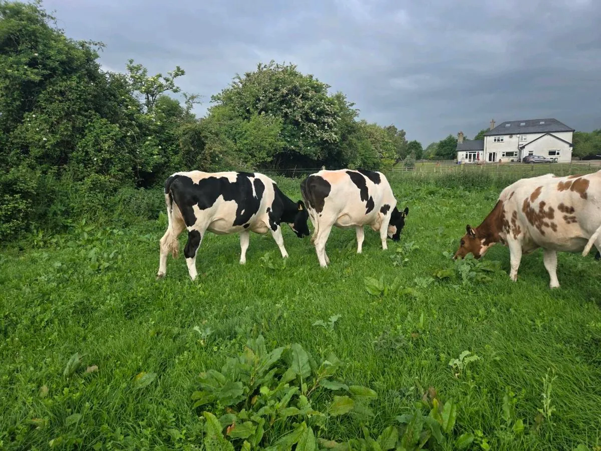 Autumn calving cows - Image 4