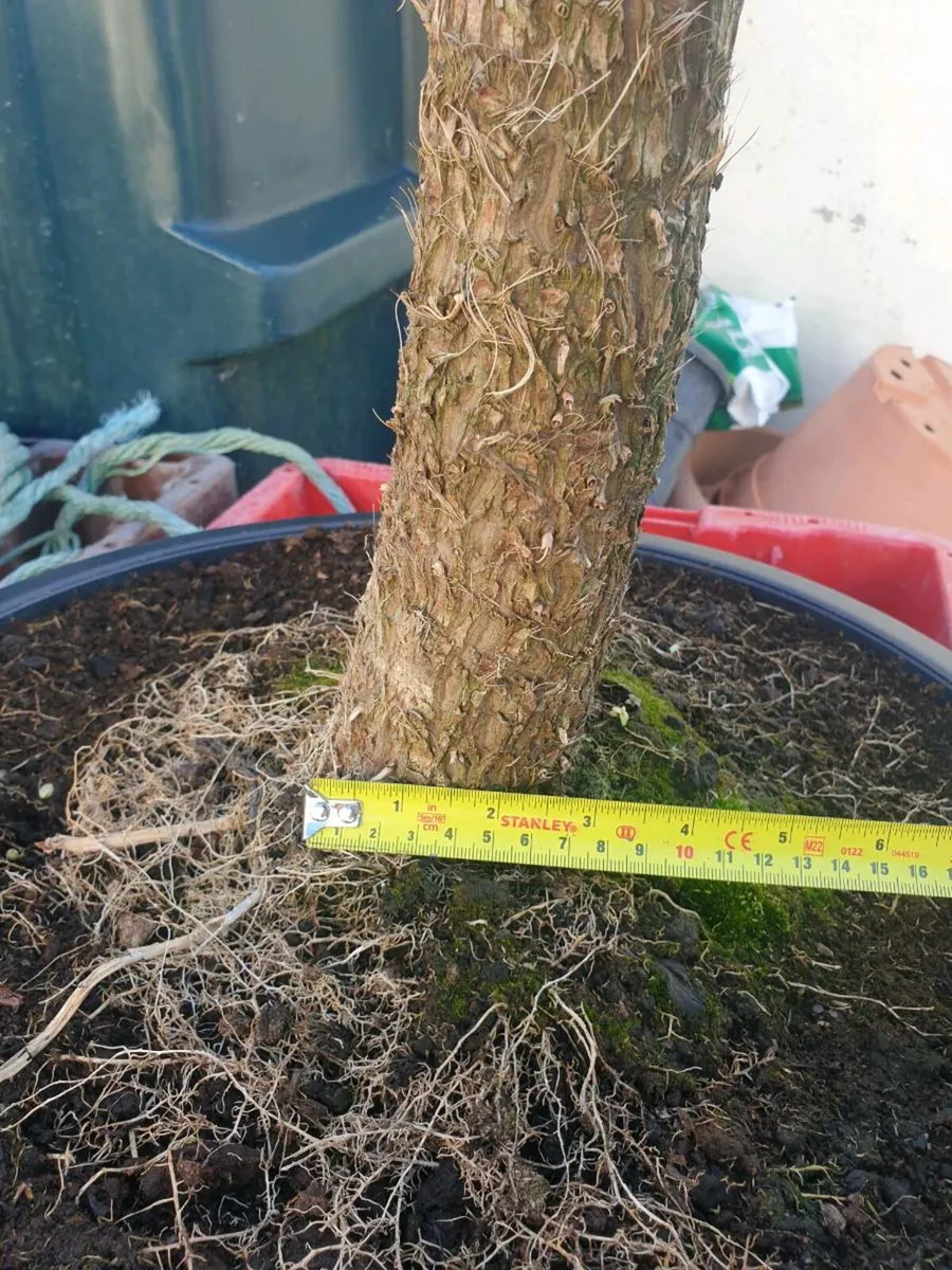 Cordyline palm tree (delivery available) - Image 2