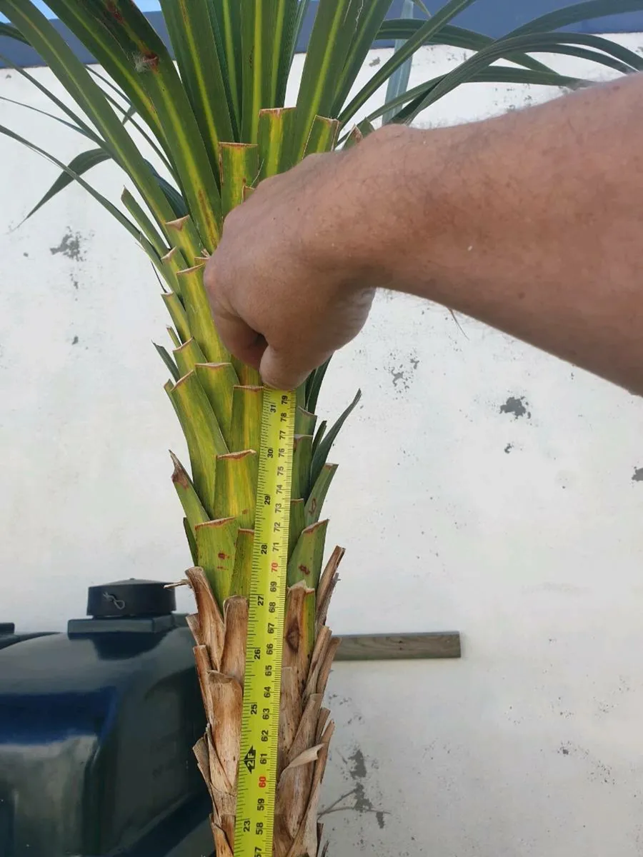 Cordyline palm tree (delivery available) - Image 3