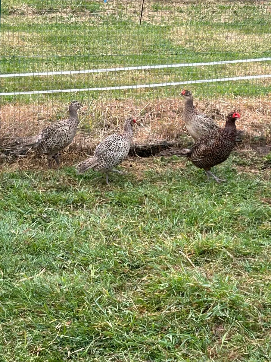Pheasants - Image 3