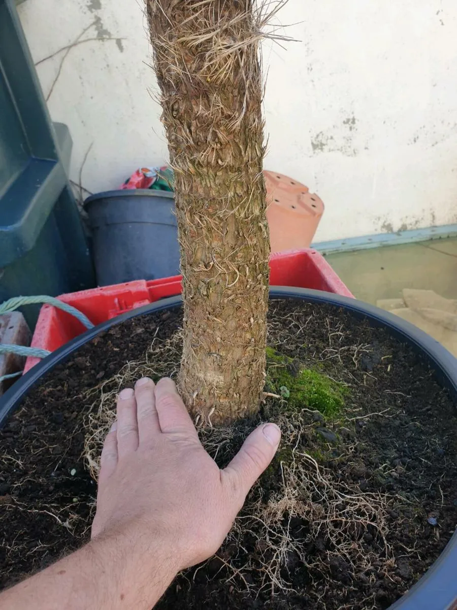 Cordyline palm tree (delivery available) - Image 4