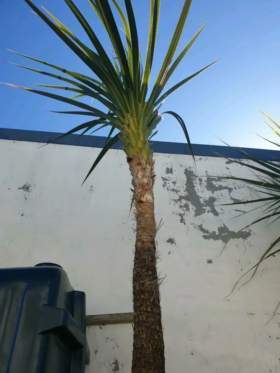 Cordyline palm tree (delivery available) - Image 1
