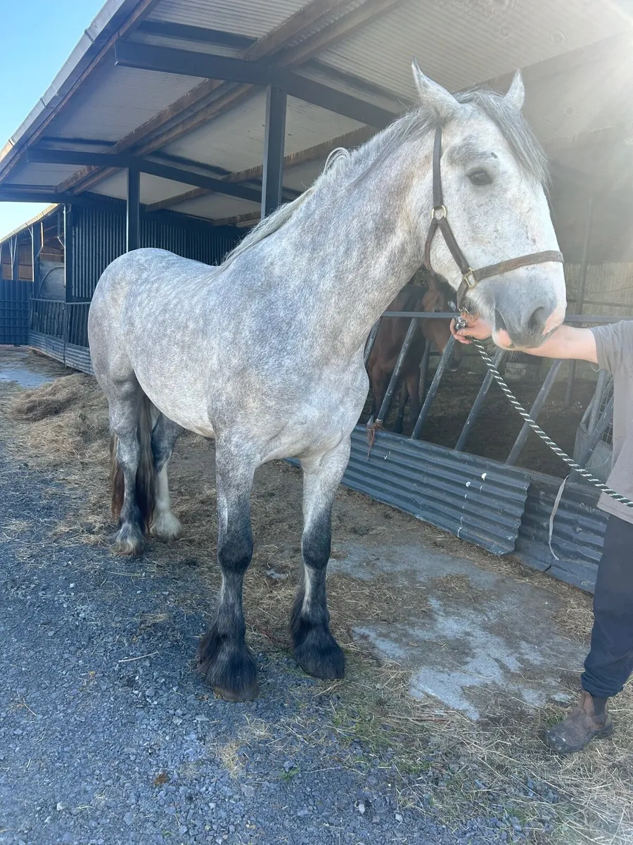 16/3 heavyweight mare 4 year old - Image 2