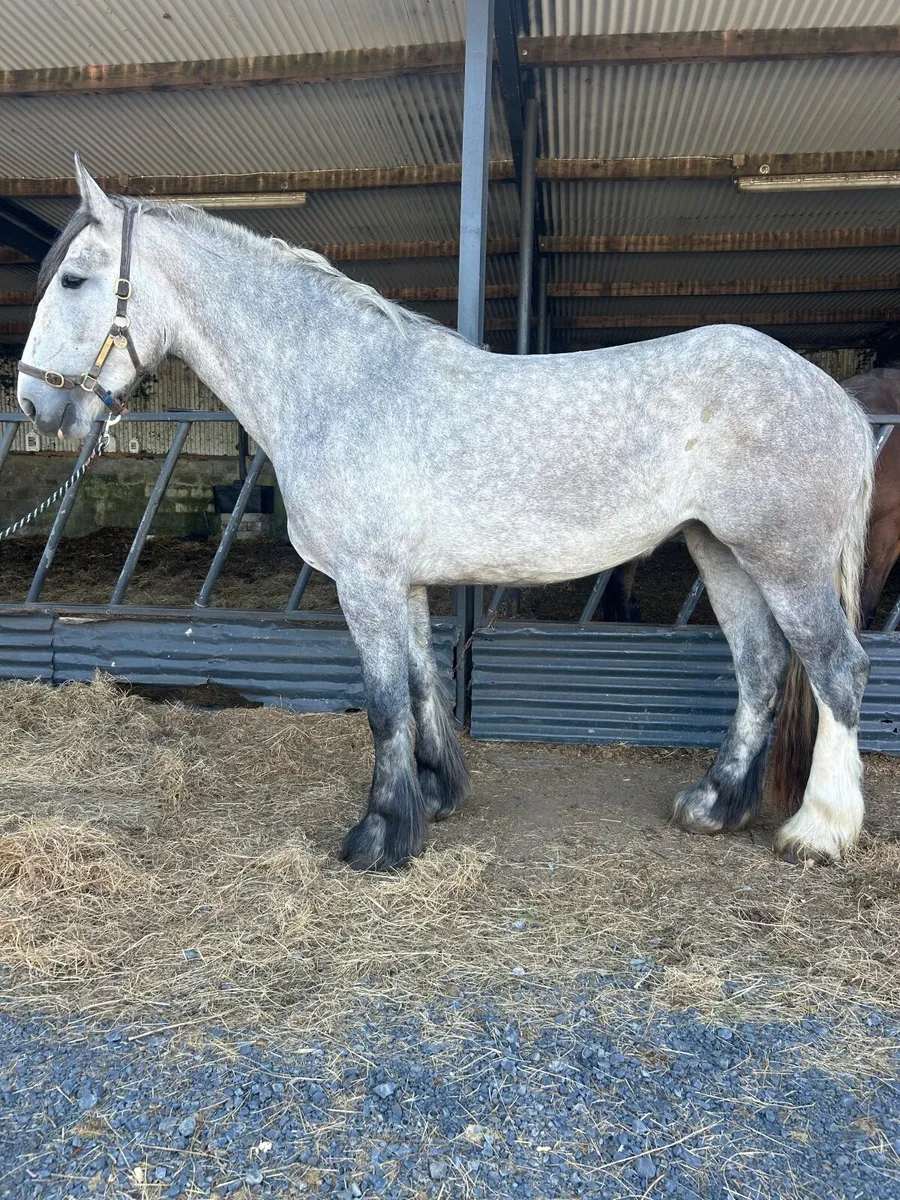 16/3 heavyweight mare 4 year old - Image 1