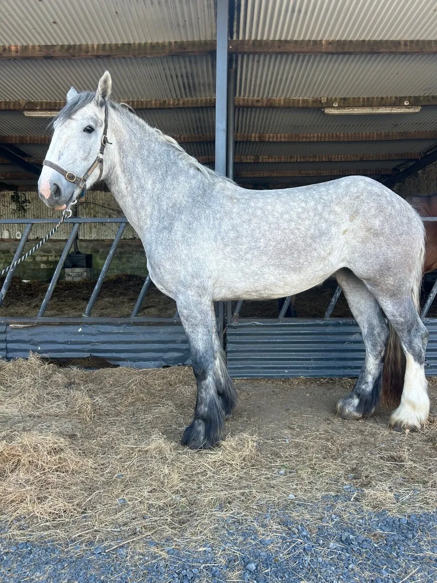 16/3 heavyweight mare 4 year old - Image 3