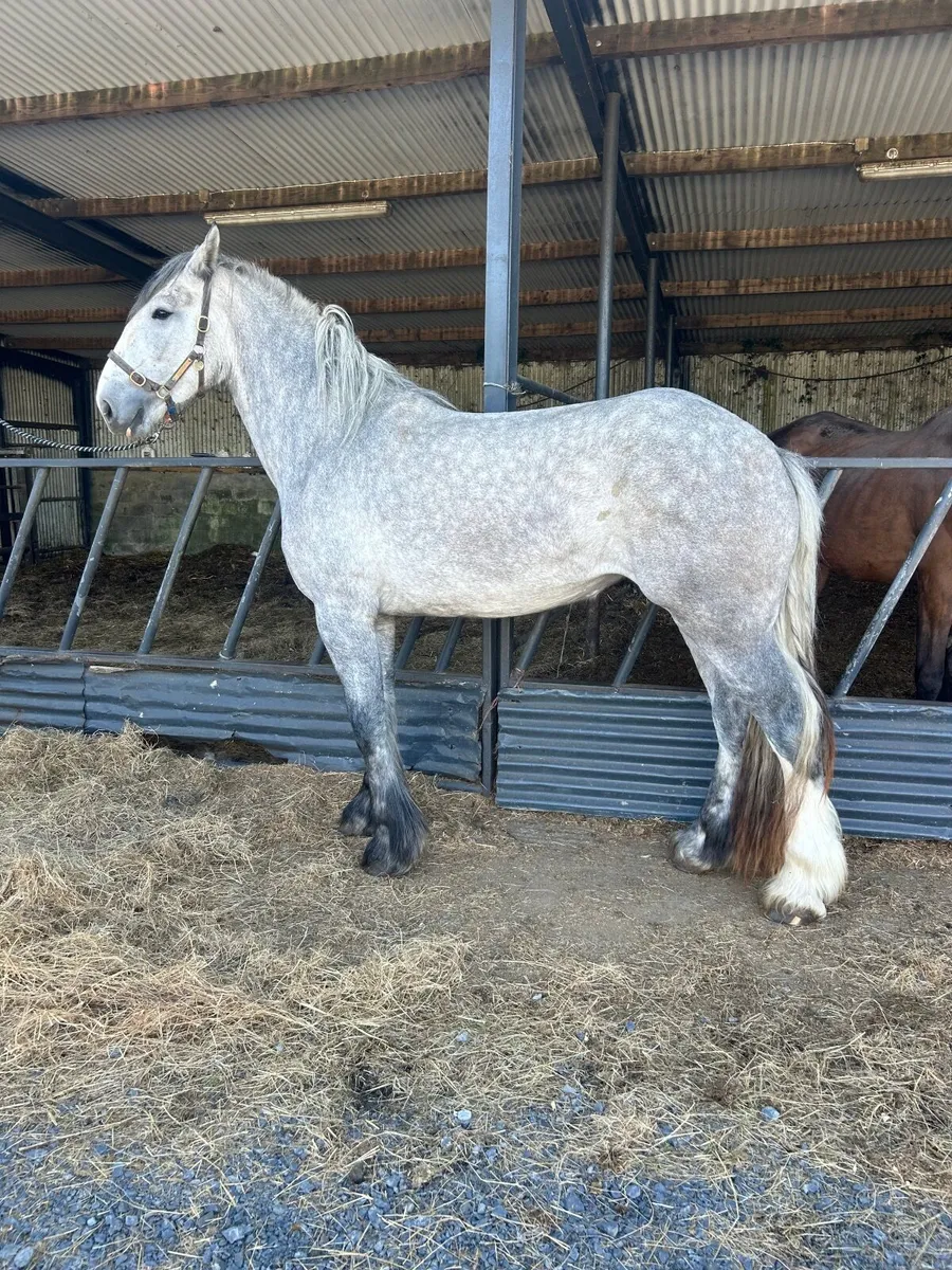 16/3 heavyweight mare 4 year old - Image 4