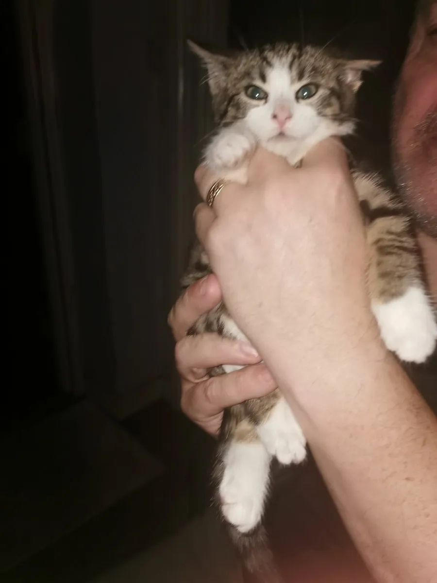 Kitten - Image 1