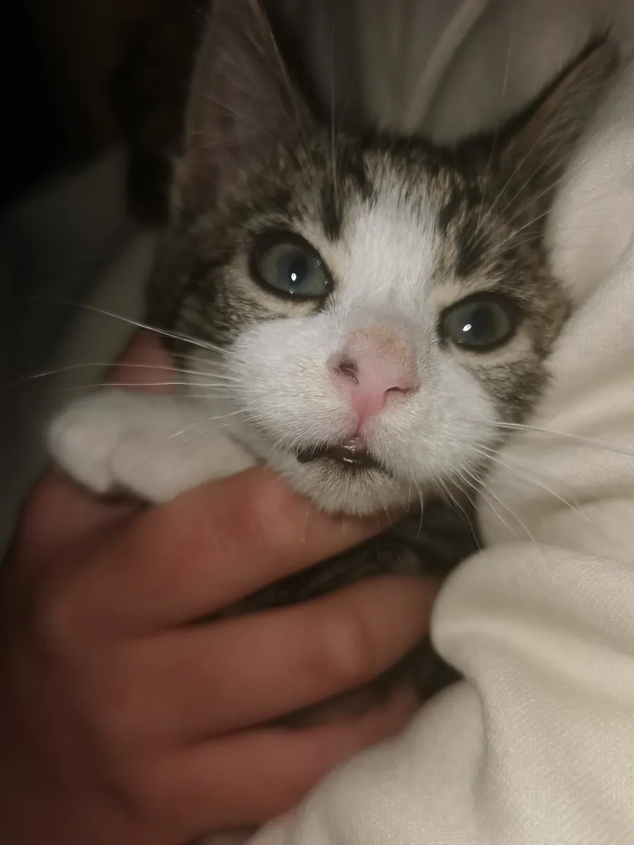 Kitten - Image 2