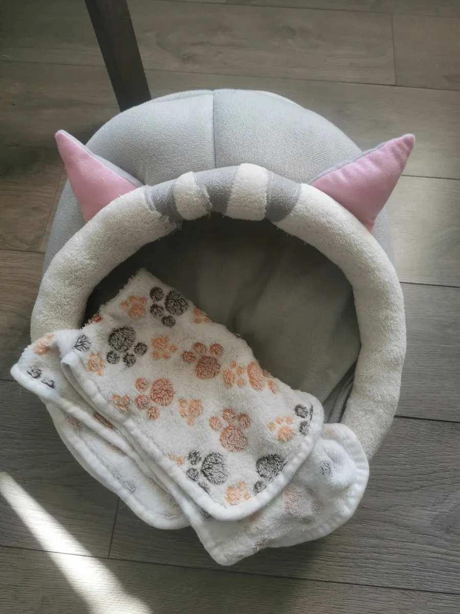 Kitten - Image 3