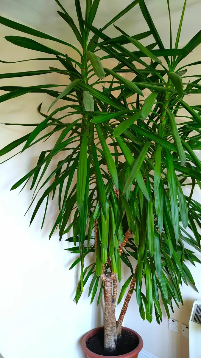 Yucca Plant – 2.5m Tall - Image 1