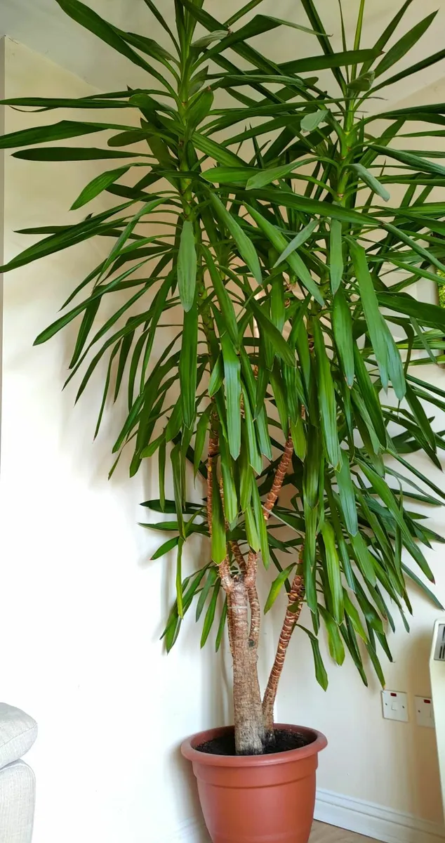 Yucca Plant – 2.5m Tall - Image 2