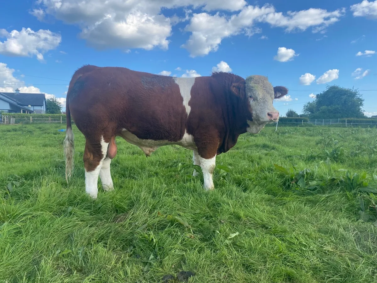 Bull - Image 1